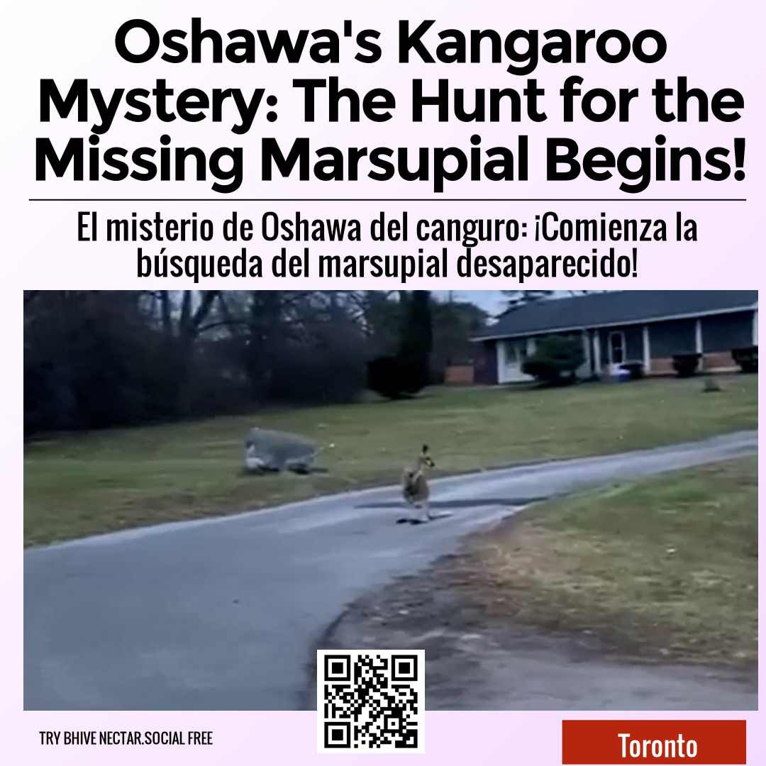 Oshawa's Kangaroo Mystery: The Hunt for the Missing Marsupial Begins!