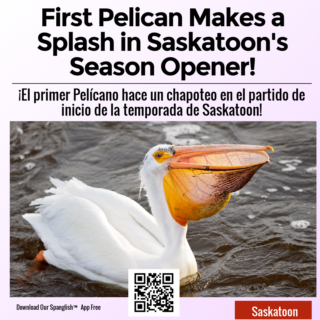 First Pelican Makes a Splash in Saskatoon's Season Opener!