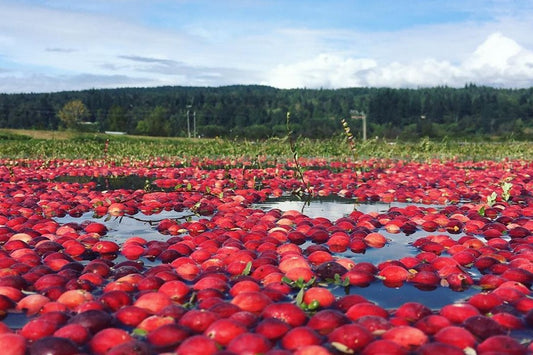 Cranberry Season in BC Kicks Off September 16th! 🍇🌊