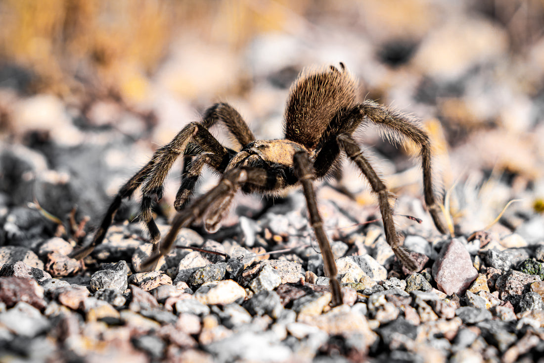 Terrifying Tarantula Encounter Triggers On-Road Chaos in Death Valley, Wounding Ontario Driver.