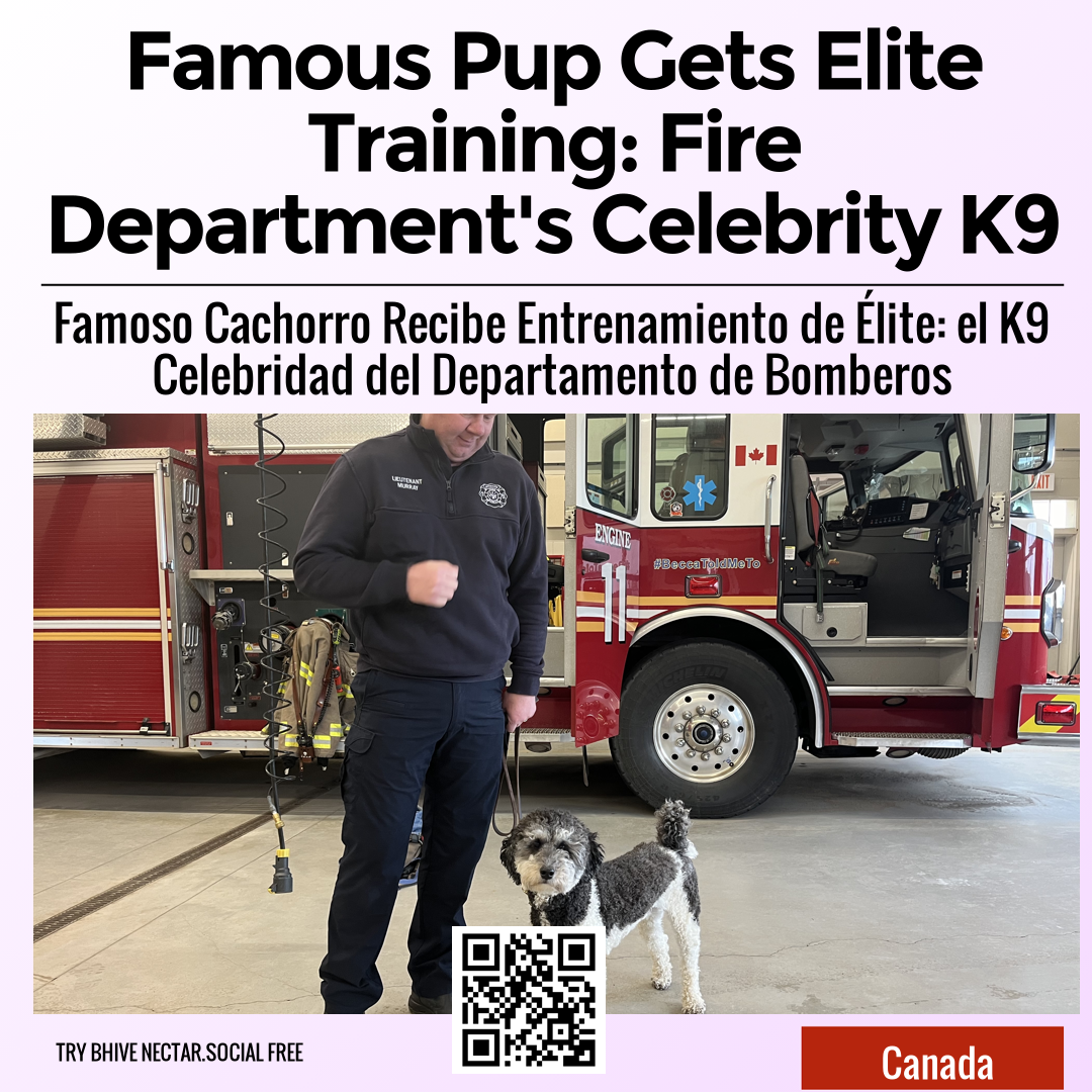 Famous Pup Gets Elite Training: Fire Department's Celebrity K9