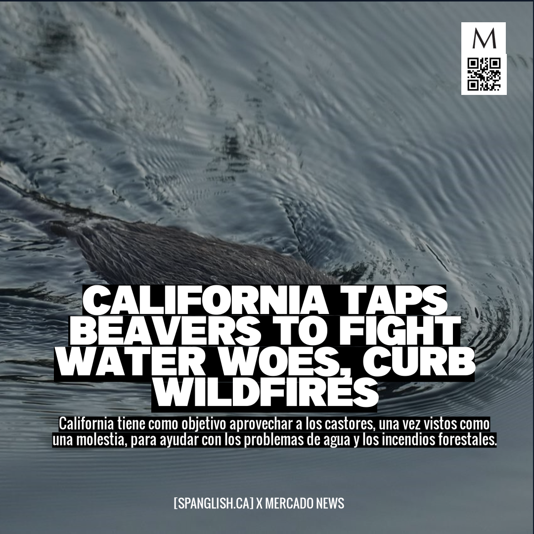 California taps beavers to fight water woes, curb wildfires