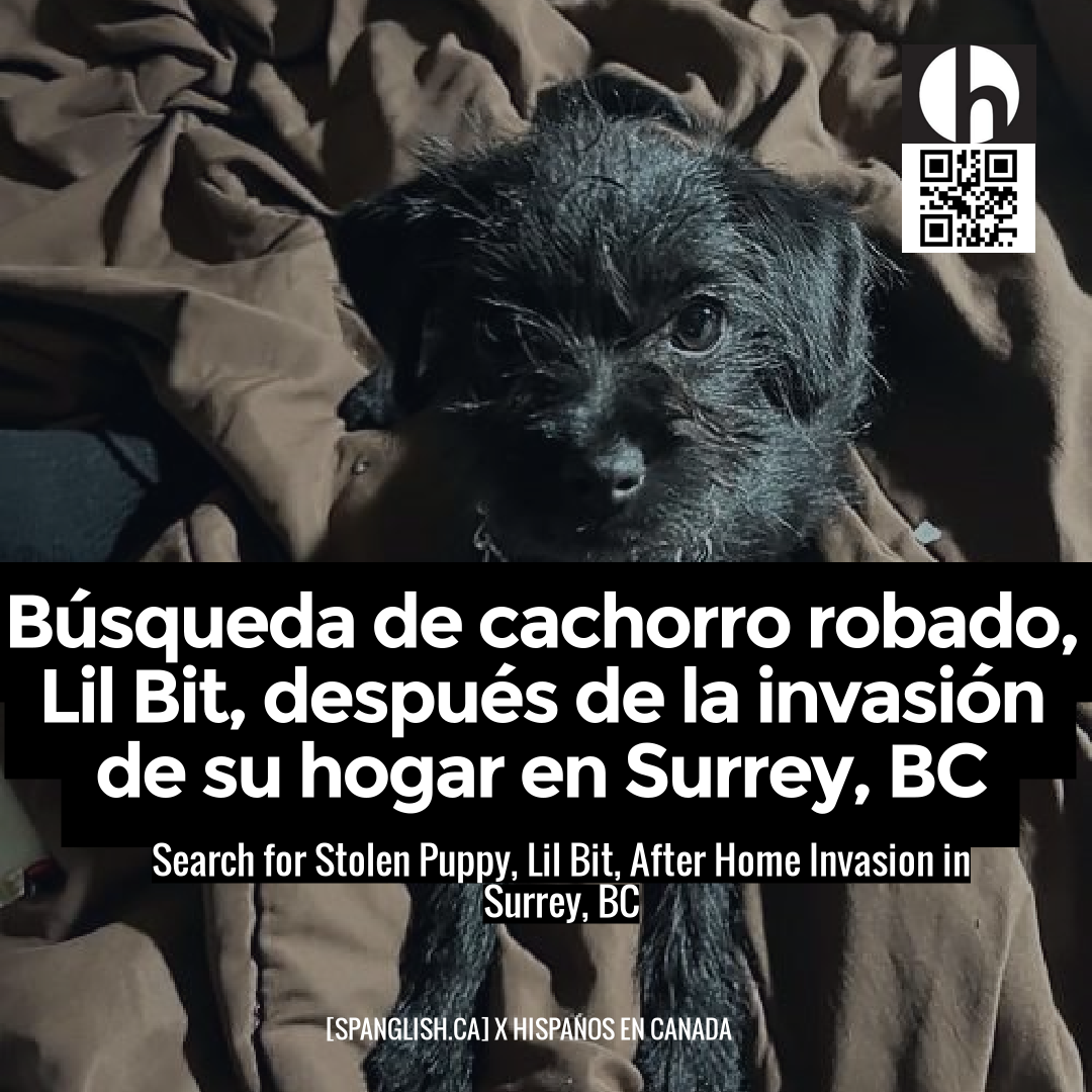Search for Stolen Puppy, Lil Bit, After Home Invasion in Surrey, BC