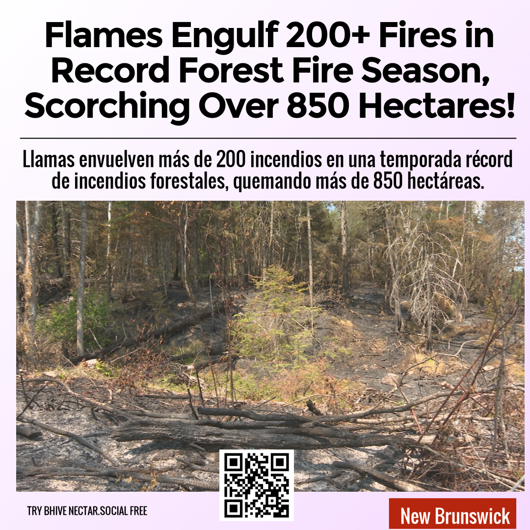 Flames Engulf 200+ Fires in Record Forest Fire Season, Scorching Over 850 Hectares!