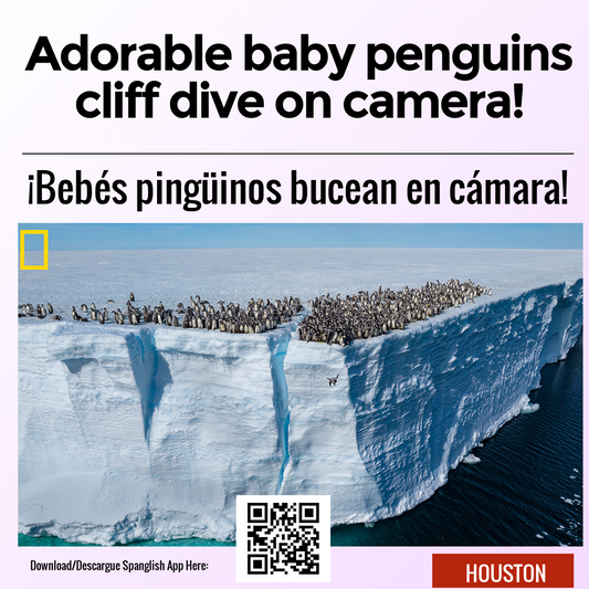 Adorable baby penguins cliff dive on camera!