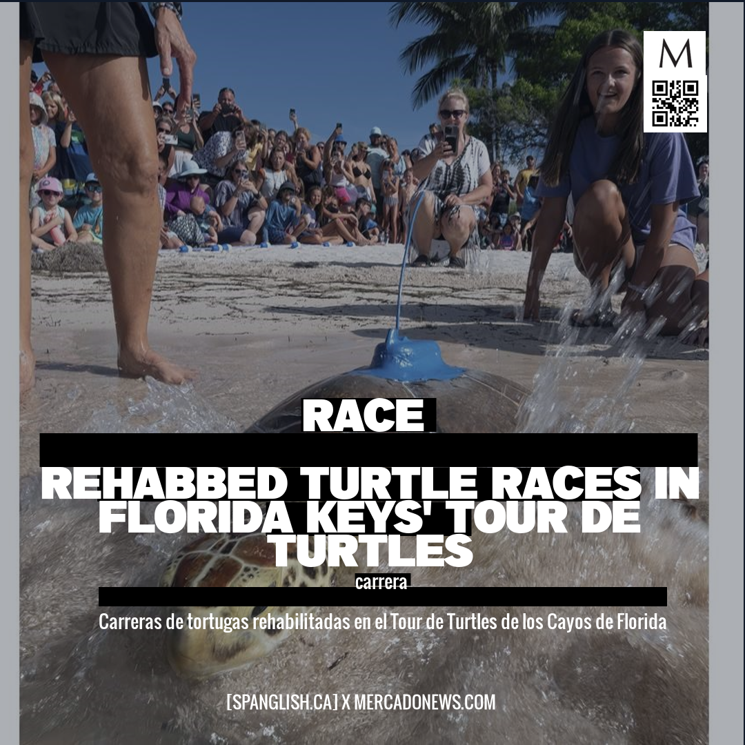 race

Rehabbed Turtle Races in Florida Keys' Tour de Turtles