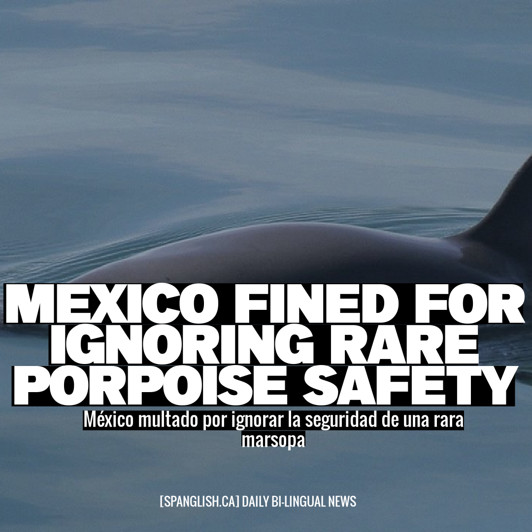 Mexico Fined for Ignoring Rare Porpoise Safety