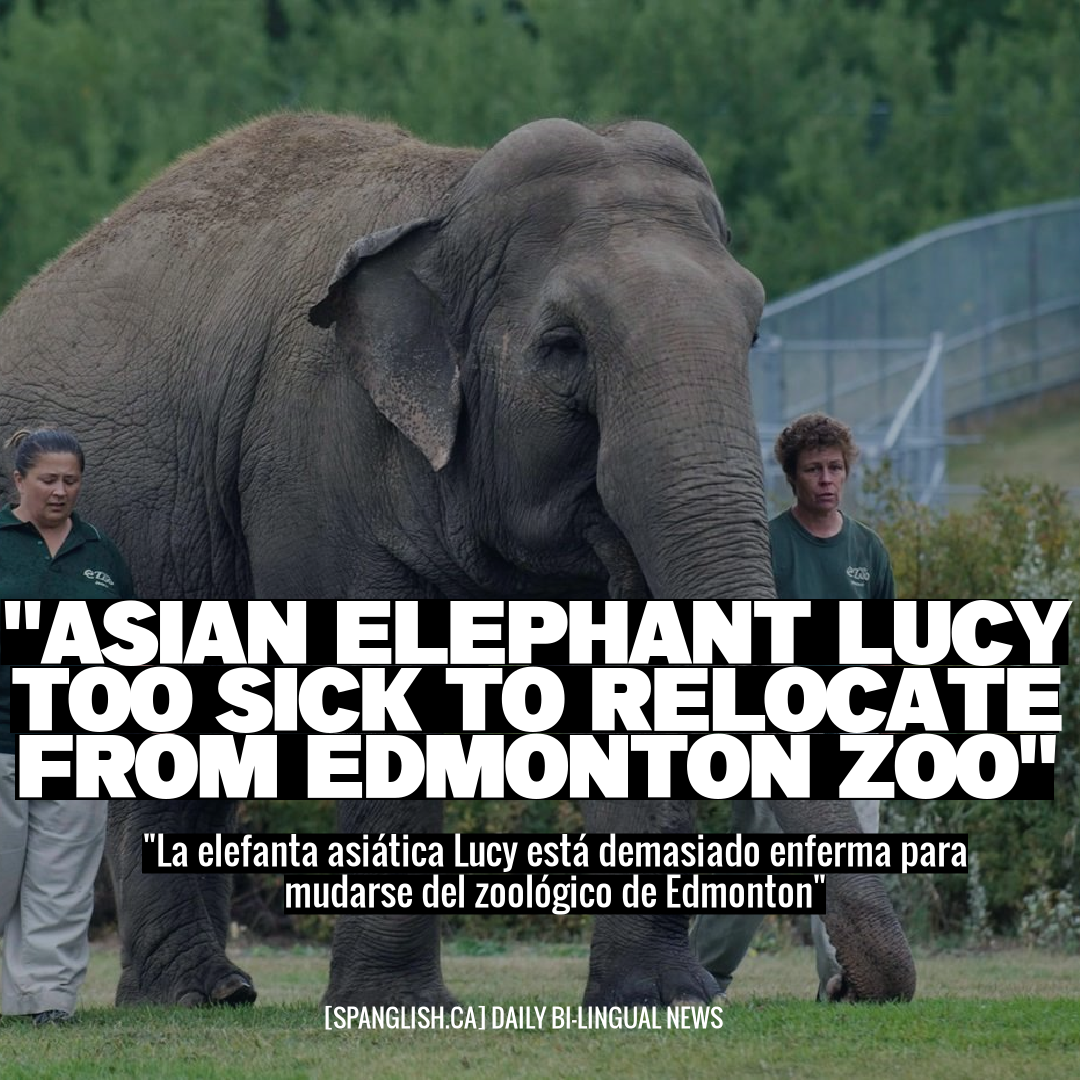 "Asian Elephant Lucy Too Sick to Relocate from Edmonton Zoo"