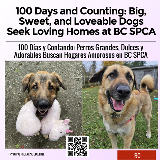 100 Days and Counting: Big, Sweet, and Loveable Dogs Seek Loving Homes at BC SPCA