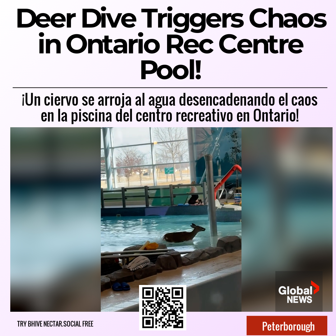 Deer Dive Triggers Chaos in Ontario Rec Centre Pool!