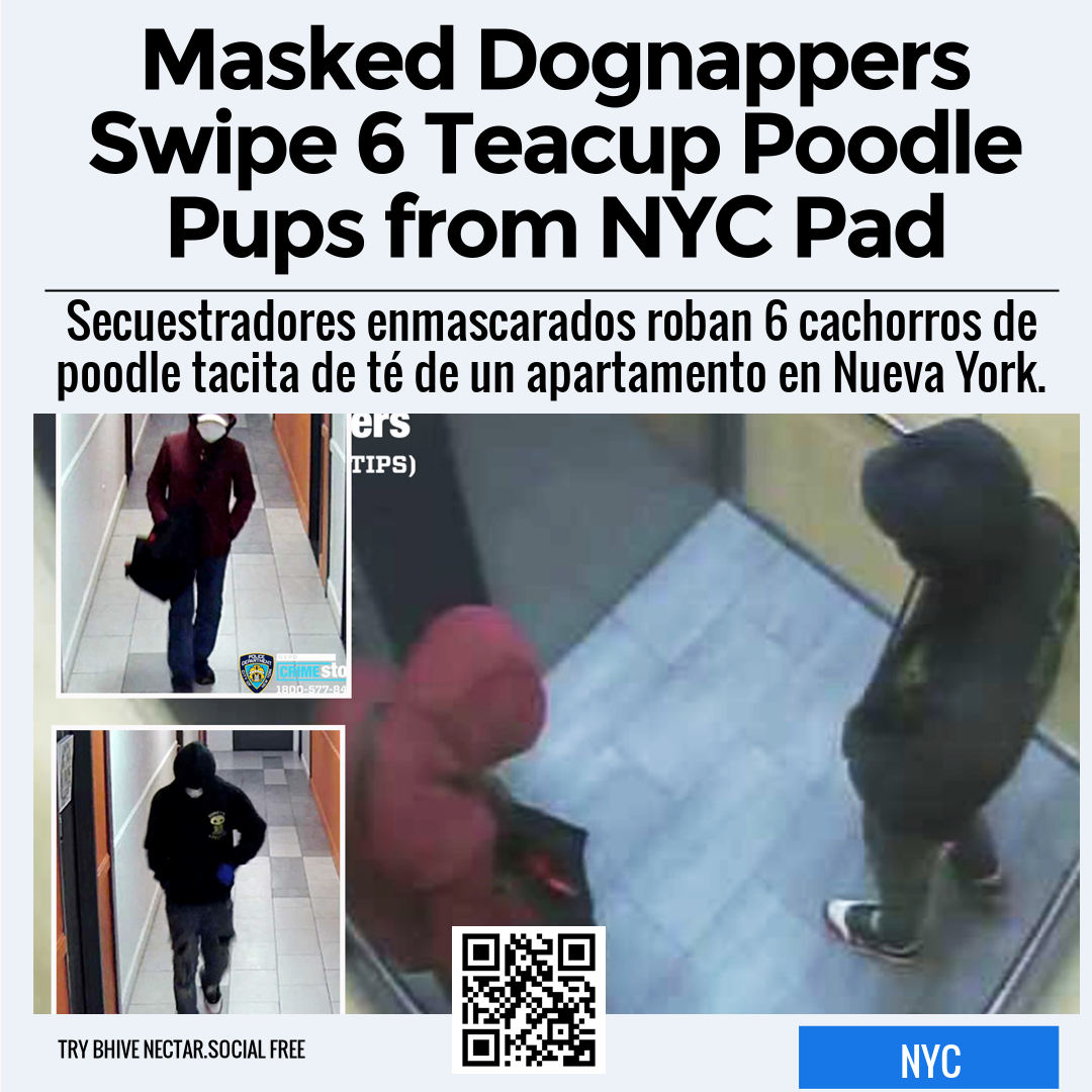 Masked Dognappers Swipe 6 Teacup Poodle Pups from NYC Pad