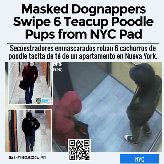 Masked Dognappers Swipe 6 Teacup Poodle Pups from NYC Pad