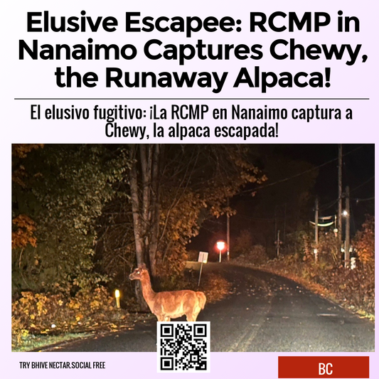 Elusive Escapee: RCMP in Nanaimo Captures Chewy, the Runaway Alpaca!