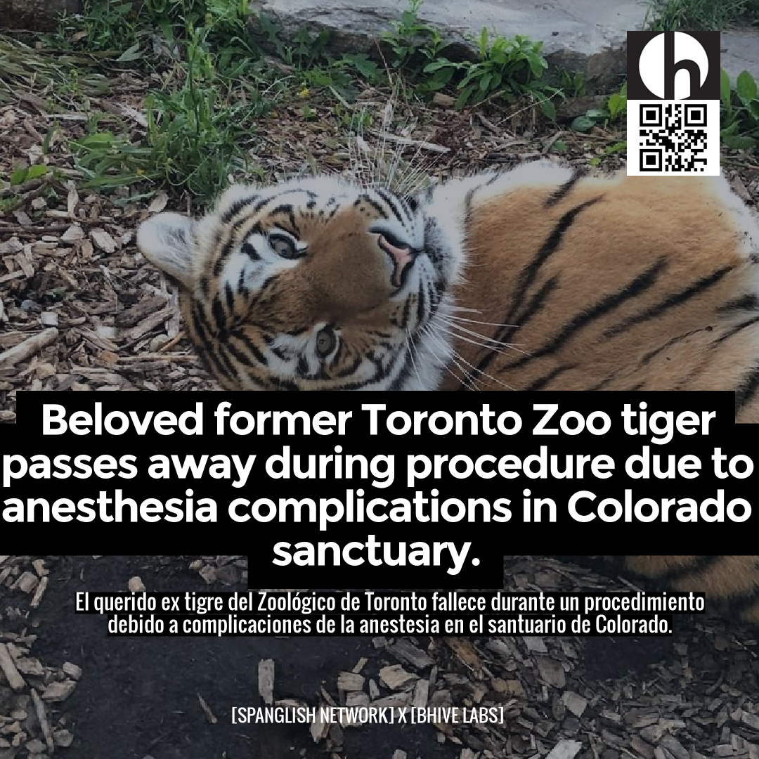 Beloved former Toronto Zoo tiger passes away during procedure due to anesthesia complications in Colorado sanctuary.