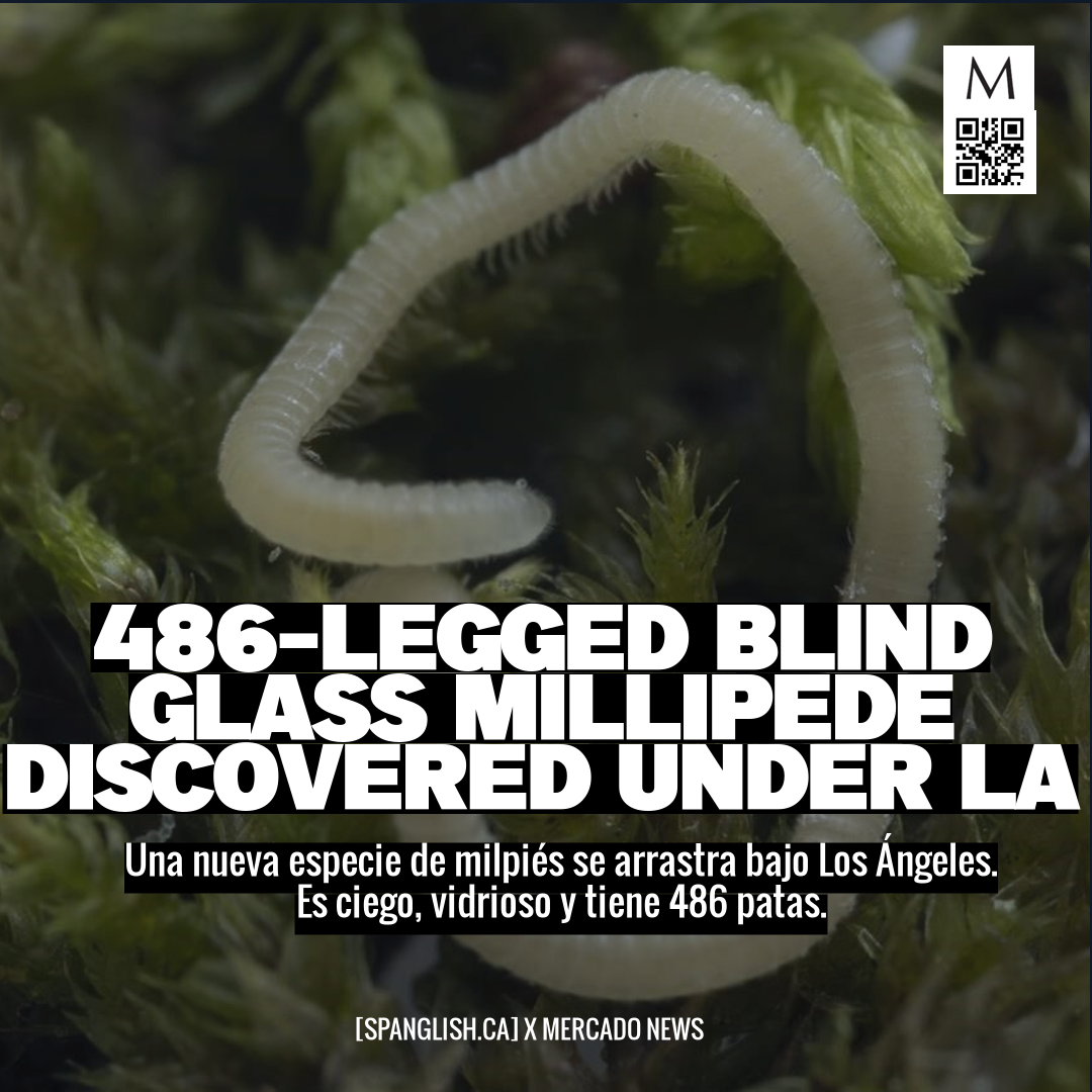 486-legged Blind Glass Millipede Discovered Under LA