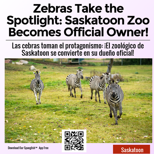 Zebras Take the Spotlight: Saskatoon Zoo Becomes Official Owner!