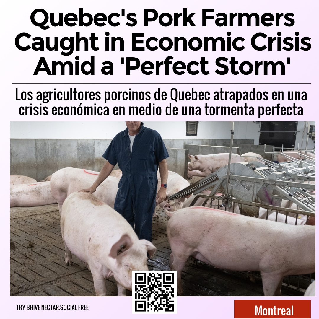 Quebec's Pork Farmers Caught in Economic Crisis Amid a 'Perfect Storm'