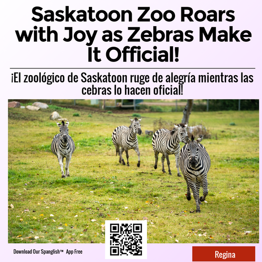 Saskatoon Zoo Roars with Joy as Zebras Make It Official!