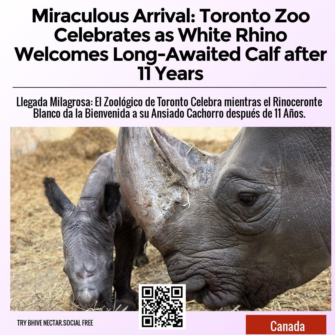 Miraculous Arrival: Toronto Zoo Celebrates as White Rhino Welcomes Long-Awaited Calf after 11 Years