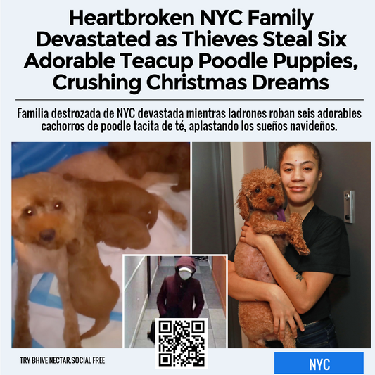 Heartbroken NYC Family Devastated as Thieves Steal Six Adorable Teacup Poodle Puppies, Crushing Christmas Dreams