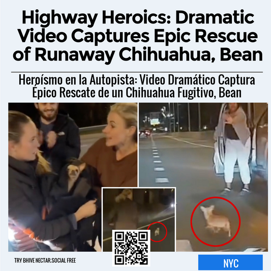 Highway Heroics: Dramatic Video Captures Epic Rescue of Runaway Chihuahua, Bean