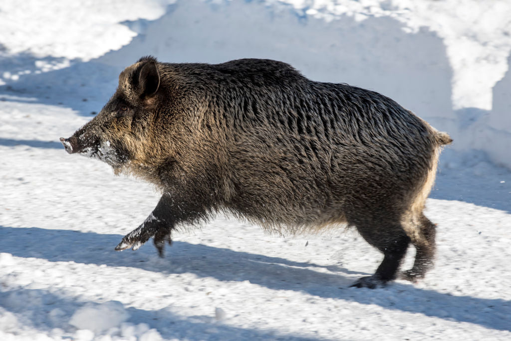 Elusive Wild Pig Vanishes for Months in Southwest Manitoba - The Capture Quest