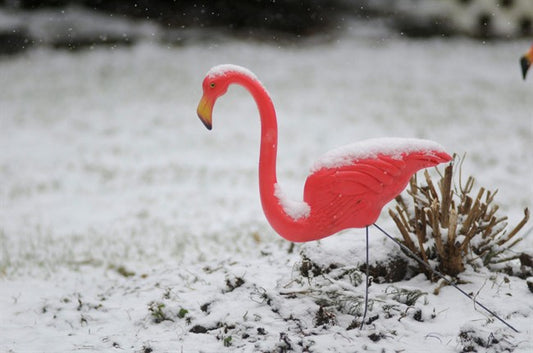 Winter Whispers: Ontario's First Snowflakes Blanket Communities