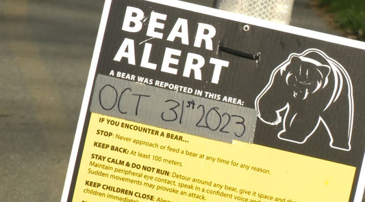 Whistler Halloween Festivities Await as Majestic Grizzly Bear Returns